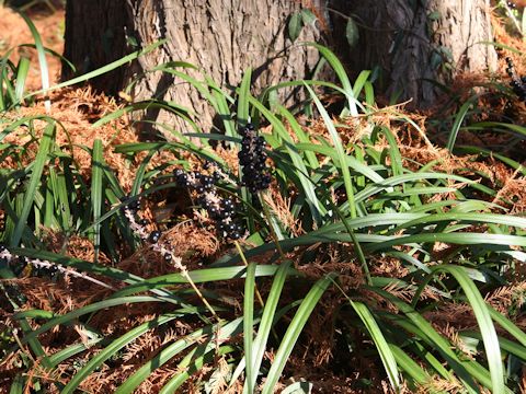 Liriope platyphylla