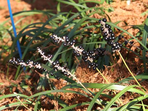 Liriope platyphylla