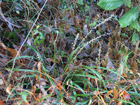 Liriope platyphylla