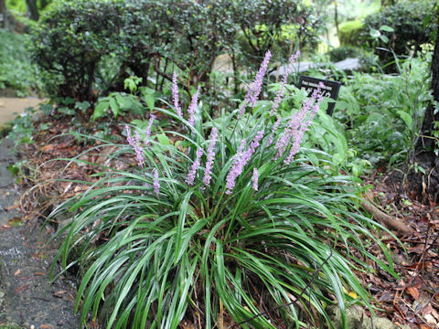 Liriope platyphylla