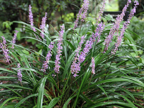 Liriope platyphylla