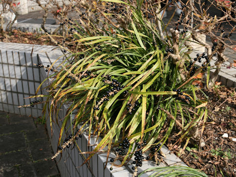 Liriope platyphylla