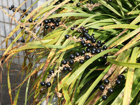 Liriope platyphylla