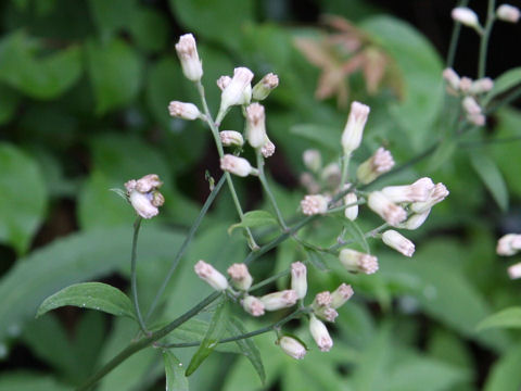 Syneilesis palmata