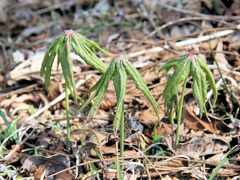 Syneilesis palmata