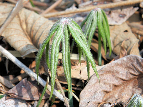 Syneilesis palmata