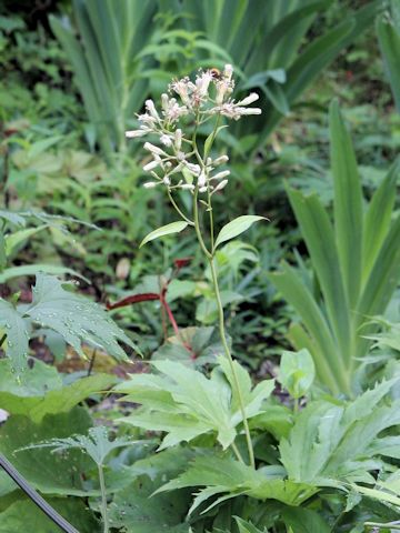 Syneilesis palmata