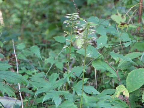 Syneilesis palmata