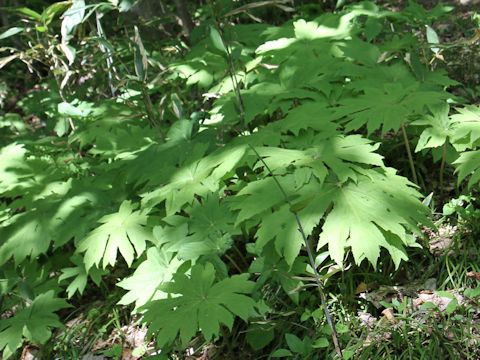 Syneilesis palmata