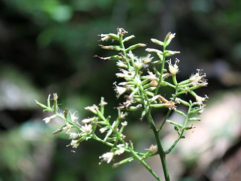 Syneilesis palmata