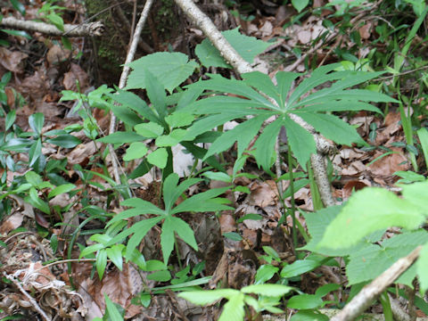 Syneilesis palmata