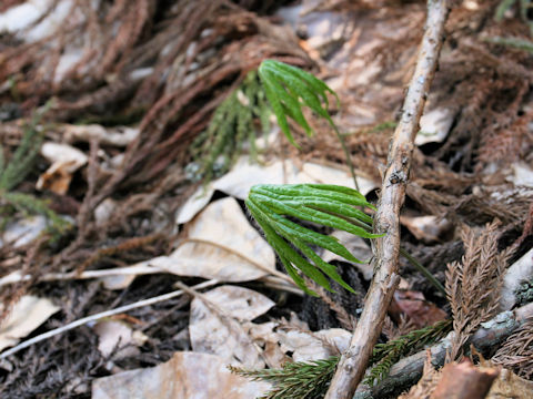 Syneilesis palmata