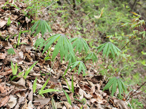 Syneilesis palmata