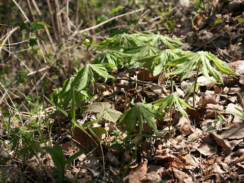 Syneilesis palmata