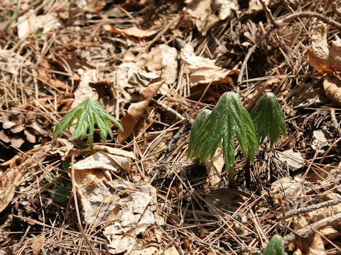 Syneilesis palmata