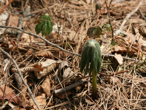 Syneilesis palmata