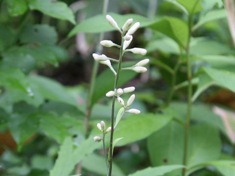 Syneilesis palmata