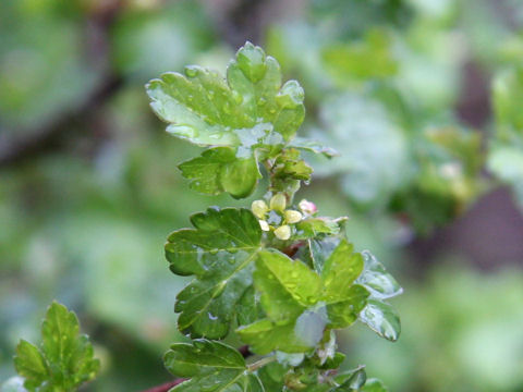 Ribes fasciculatum