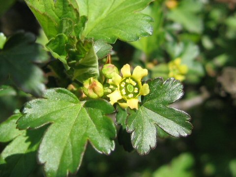 Ribes fasciculatum