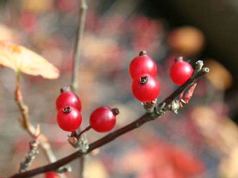 Ribes fasciculatum