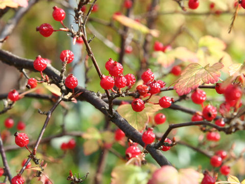 Ribes fasciculatum