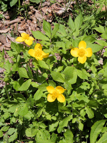 Chelidonium japonicus