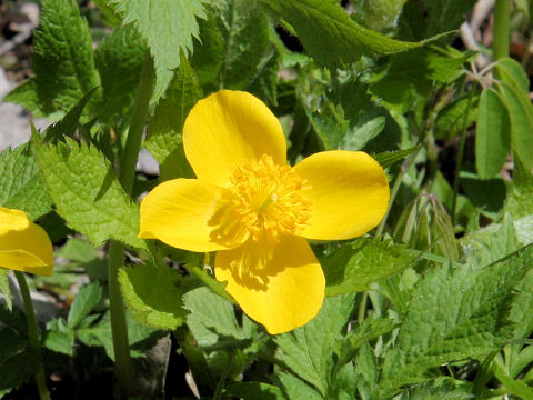 Chelidonium japonicus