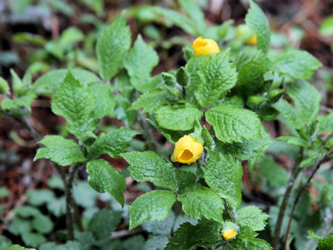 Chelidonium japonicus