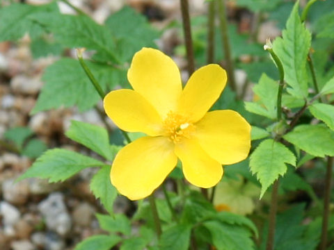 Chelidonium japonicus