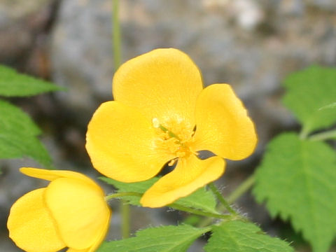 Chelidonium japonicus