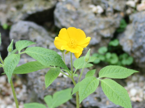 Chelidonium japonicus