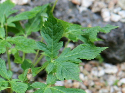 Chelidonium japonicus