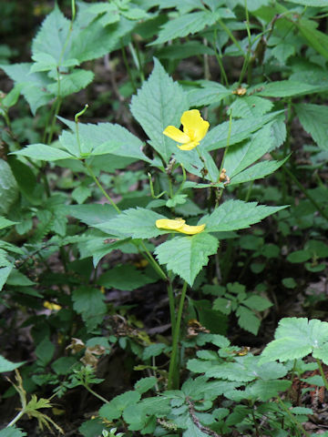 Chelidonium japonicus