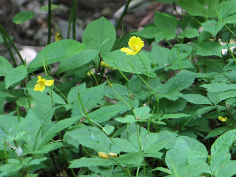 Chelidonium japonicus