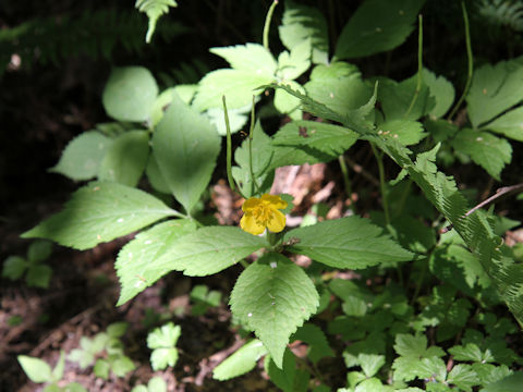 Chelidonium japonicus