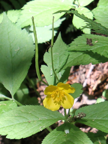 Chelidonium japonicus