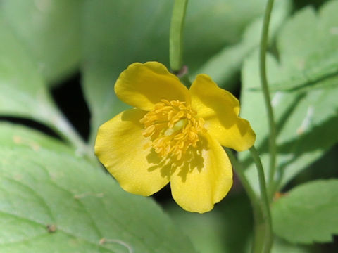 Chelidonium japonicus