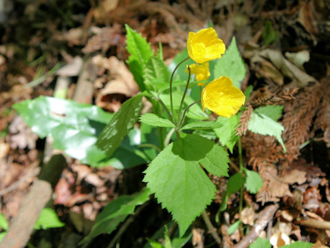 Chelidonium japonicus