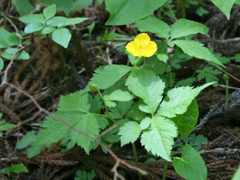 Chelidonium japonicus