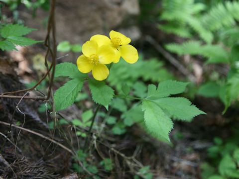 Chelidonium japonicus