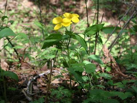 Chelidonium japonicus