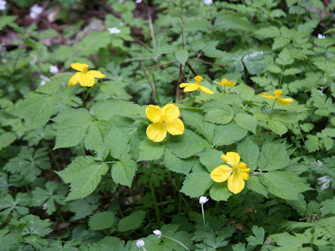 Chelidonium japonicus