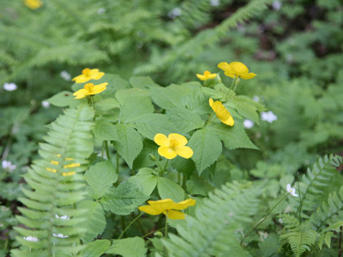 Chelidonium japonicus