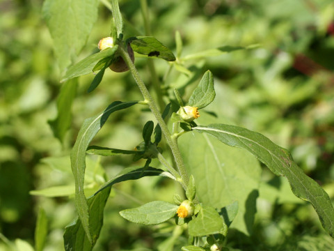 Carpesium abrotanoides