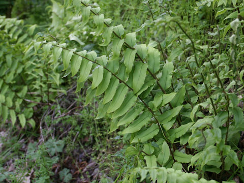 Cyrtomium fortunei var. fortunei