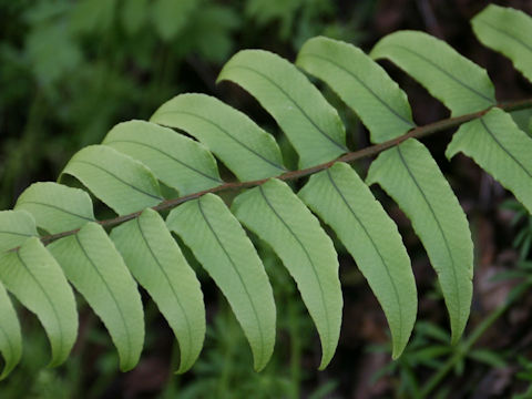 Cyrtomium fortunei var. fortunei