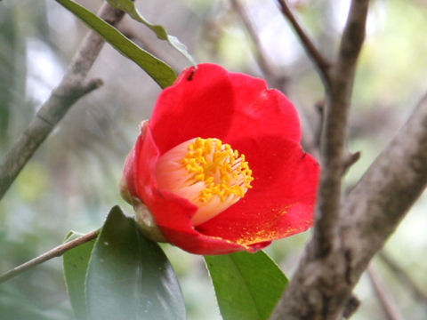 Camellia japonica