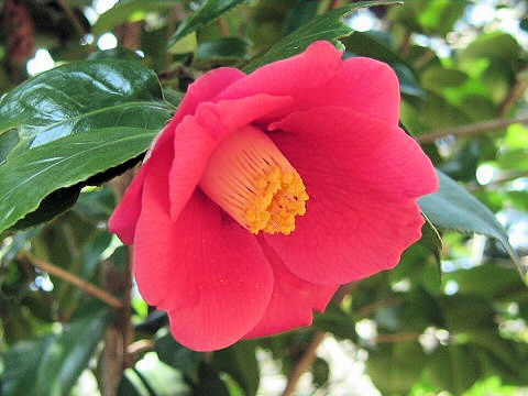 Camellia japonica