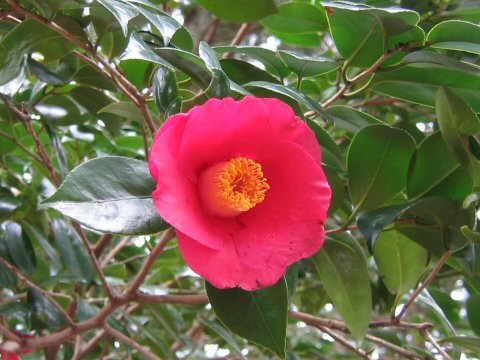 Camellia japonica