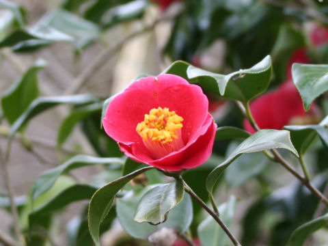 Camellia japonica